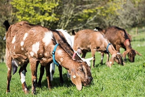 Chuckling Goat atmospheric photo