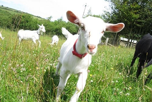 Chuckling Goat atmospheric photo