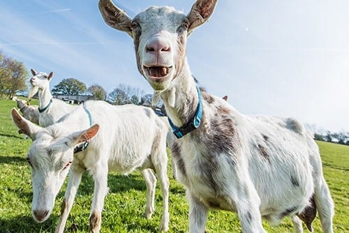 Chuckling Goat atmospheric photo