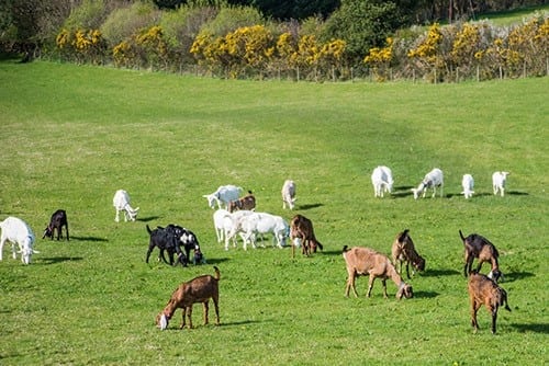 Chuckling Goat atmospheric photo