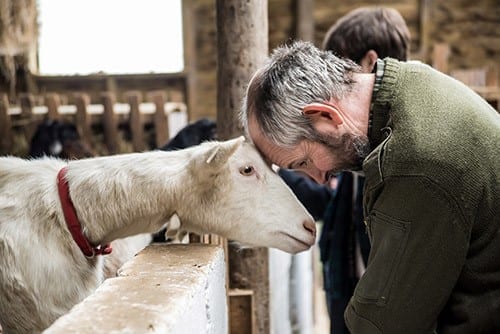 Chuckling Goat atmospheric photo