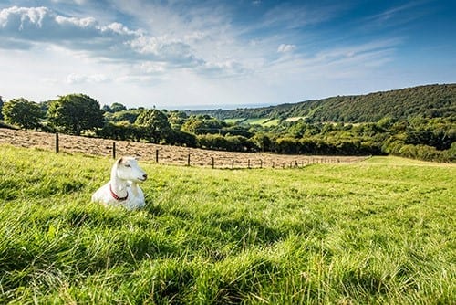 Chuckling Goat atmospheric photo