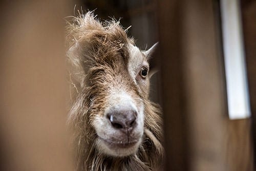 Chuckling Goat atmospheric photo