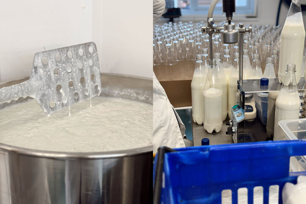 Chuckling Goat kefir milk being bottled.